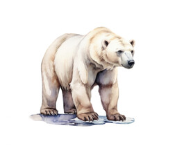 Polar bear on ice, watercolor illustration - 750469658