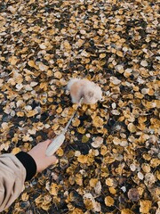 Small white fluffy Pomeranian puppy with a cute look. Tame dog with large hair