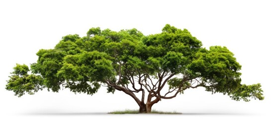 Lush Green Tree Standing Tall on a Clean White Background - Nature's Essence Captured