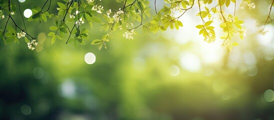 Obraz premium Tranquil Path Surrounded by Vivid Green Leaves and Sunlight Filtering Through Canopy