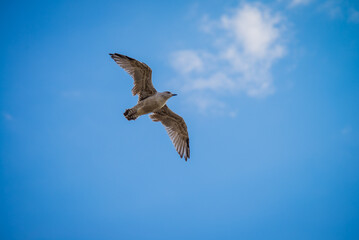 eagle in flight