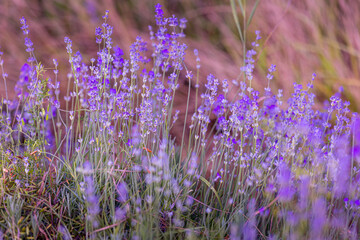 Lavender flower background purple colors