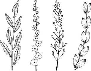 Hand-drawn vector illustration with botanical floral illustrations. Set of black line art sketch on white isolated background