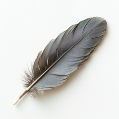 Bird feather, soft texture, highlighted on a white background