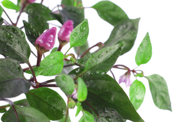 Purple chili pepper growing on a tree, isolated on white background