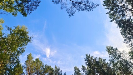 Pine, birch and aspen trees grow in the city park. Their crowns rise high into the blue sky. Above...