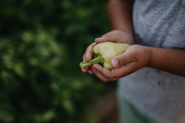Close up of hands holding green pepper. Caring for vegetable garden and growing, planting spring vegetables.