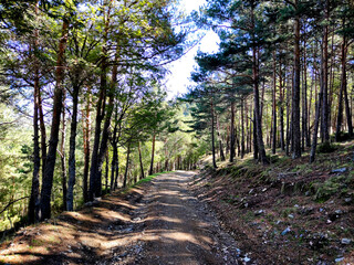Camino en el pinar