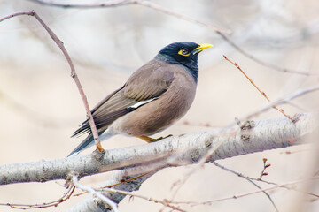Locust Starling (Myna) doing its business