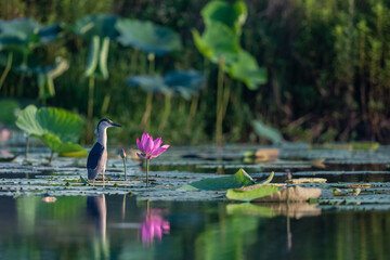 night heron and lotus closeup