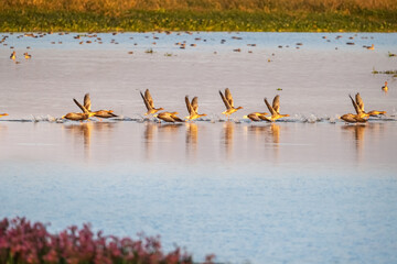 gray geese taking off from the lake surface