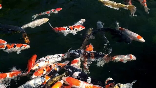Colorful koi fish swimming in clear pond water. Close-up of ornamental carp in freshwater garden pond. Natural light, ripples and reflections. Real time 4K