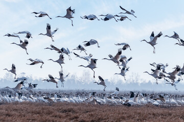 a flock of white cranes takes off against a blue sky