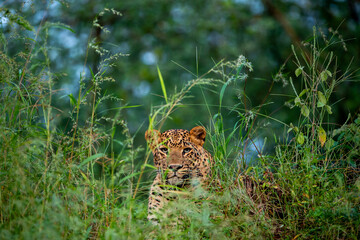 wild Indian male leopard or panther or panthera pardus closeup camouflage in natural green grass in evening safari at jhalana leopard forest reserve jaipur rajasthan india asia - 750476229