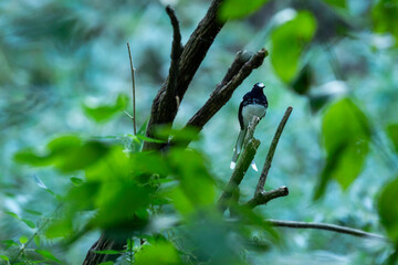 spotted forktail or Enicurus maculatus bird perched on branch in natural scenic green background at manila forest of foothills of himalaya uttarakhand india asia - 750478061