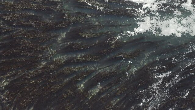 4K overhead of Harbor Seal spotting drone and then hiding underwater.