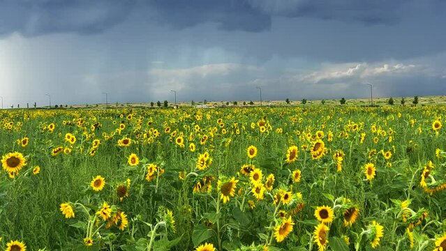 Sunflower field farm thunderstorm rain on Rocky Mountain front range plains horizon sunny blue sky picturesque Denver International airport North American USA Colorado Kansas Nebraska pan left