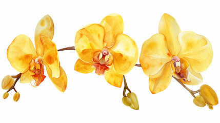 Obraz premium yellow orchid, tropical flowers, isolated white background, watercolor illustration, botanical card