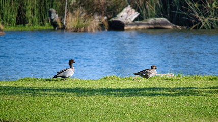 Pair of Australian wood ducks enjoying a lakeside retreat