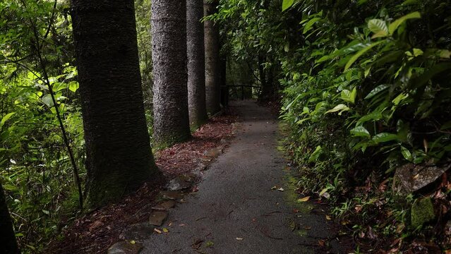 Rising view of the walking trail and forest, Natural Bridge, Springbrook National Park Gold Coast, Australia.