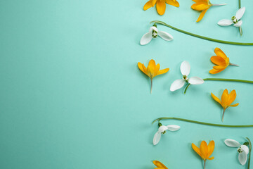 Wide floral banner with yellow crocus on a light green background. Top view, flat lay. Beautiful...