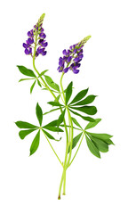 Lupinus polyphyllus purple flowers and green leaves isolated on white or transparent background