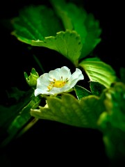 Close up of a freshly White strawberry flower plant in the garden. Summer gardening background.
