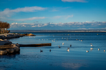 Groupe de mouettes au bord de mer