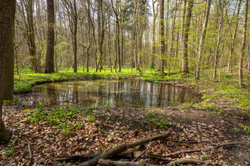Kleiner Waldteich im Frühling