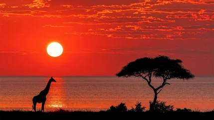 Foto auf Glas Giraffes graze in the fields amidst natural beauty. © Wayu