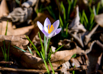 one spring crocus violet flower in the garden in autumn leaves on sunny day 