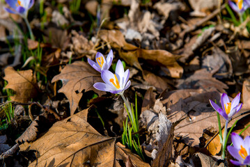 spring crocus violet flowers in the garden in autumn leaves on sunny day 