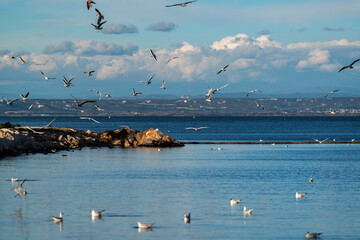 Groupe de mouettes au bord de mer
