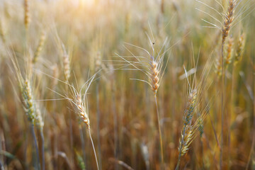 Close up ripe golden wheat on the field with shining sunlight. Agribusiness concept