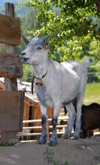 White gray goat outdoors with bell around its neck in a pasture in summer on a farm