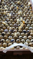 Vertical photo of the pallet filled with quail eggs for incubation at home, layout of the quail eggs in a box of an incubator for laying or ventilating during the output process of chickens