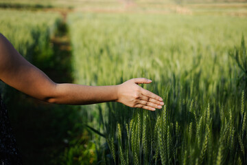 Close up of young woman walking in a wheat field at sunrise, touching green ears of wheat with her hands