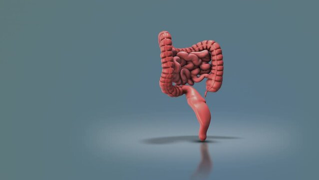 Human digestive system medical animation