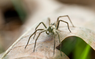 Close-up of a spider in the wild