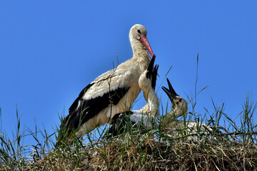 Die jungen Störche mit ihren schwarzen Schnäbeln haben Hunger