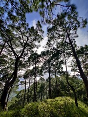 trees in the woods