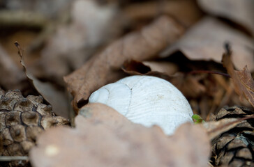 Detail of snail shell in leaves