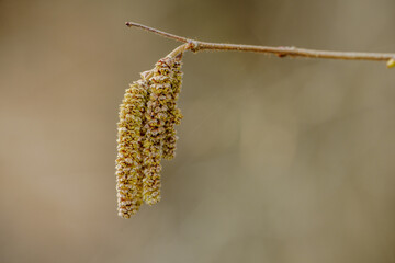 catkins of a willow