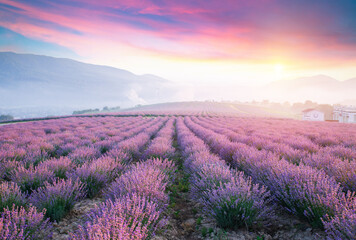 Obraz premium Lavender field summer sunset landscape near Valensole.Provence,France. High quality photo