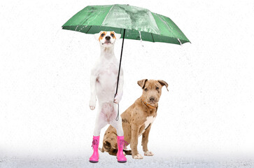 Parson Russell Terrier in rubber boots together with a pitbull puppy under an umbrella during the rain isolated on a white background