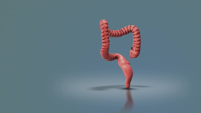 The large intestine known as the colon