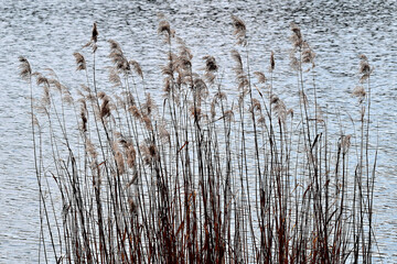 Schilfrohr im Gegenlicht und Wasser als Hintergrund