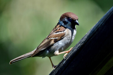 Ein Sperling in Großaufnahme klammert sich an das Dach eines Vogelhäuschens