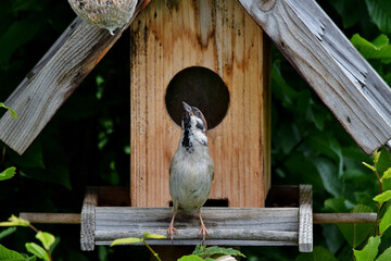 Hängt dieser Meisenknödel für den Sperling zu hoch ?