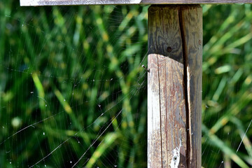 Spinnennetz vor grünem Hintergrund